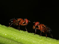 Израиль поставил Хорватии 380 миллионов стерилизованных самцов дрозофилы