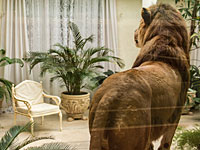 Филиппинская домработница скончалась в Кувейте после нападения домашнего льва  