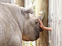 Умер последний самец северного белого носорога
