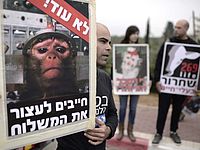 Борцы за права животных требуют не отправлять обезьян в США