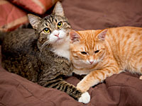 Разочарованная в любви британка вышла замуж за двух котов – Спайдера и Лугоши