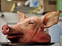 В штате Массачусетс вандалы заменили статую младенца Христа свиной головой