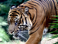 В иерусалимском зоопарке тигрица загрызла своих тигрят