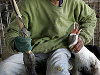 Государство отсудило 330 тысяч шекелей у фермера, нарушившего обязательство отказаться от откармливания гусей