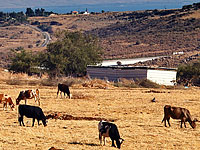 Суд обязал минобороны купить фермерам на границе с Ливаном 12 коров