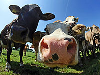 Британский фермер  уничтожил