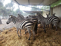 Сотрудники рамат-ганского 