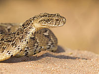 В Англии разрабатывают универсальный антидот против яда африканских змей 