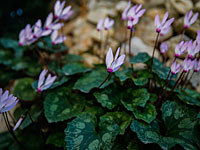 В Израиле обнаружен 200-летний клубень цикламена