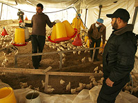 На птицеферме в районе Дженина обнаружен птичий грипп