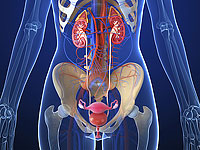 Израильская компания провела успешные испытания новой методики неинвазивной диагностики рака мочевого пузыря