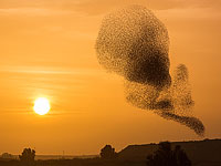 Скворцы прилетели: птичьи узоры в Рахате