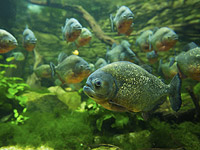 В Бразилии шестилетняя девочка погибла, возможно, в результате нападения пираний