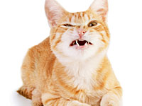 Кошка Хлоя провела в каминной трубе 6 недель без еды и воды – и осталась жива