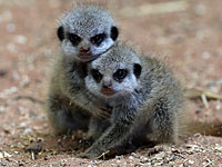 Два малыша суриката появились на свет в рамат-ганском 