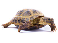 В аэропорту Бен-Гурион задержан француз с двумя черепахами в чемодане