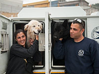 Полицейская академия начала подготовку кинологов и сотрудников конной полиции