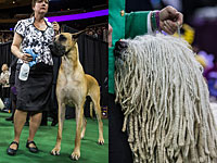 Грозные и пушистые: выставка собак в Нью-Йорке