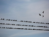 Электрическая компания на полчаса отключила свет в Дженине и Шхеме