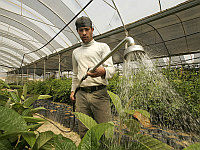 Газа возобновила экспорт овощей в Израиль, прерванный в 2007 году