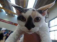 В Хайфе состоится Международная выставка кошек