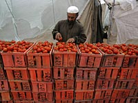Сектор Газы поставил в Израиль 27 тонн помидоров