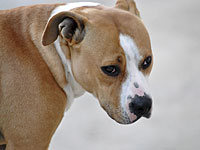 В Западной Галилее задержаны трое подростков, организовавших собачьи бои