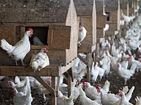 Минсельхоз ограничивает использование антибиотиков в пищевой промышленности