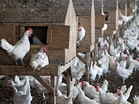 В Маале а-Хамиша опасаются распространения птичьего гриппа с палестинской территории