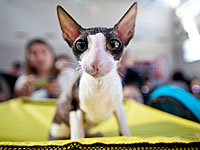 В Рамат а-Шарон состоится Праздничная выставка кошек