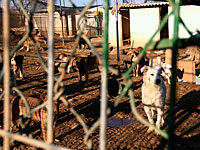 Мужчина, бросивший свою собаку, оштрафован на 32 тысячи шекелей