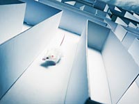 Японские ученые 