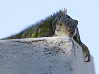 В Южной Америке открыты три новых вида