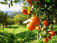 Израиль поможет Индии выращивать чай и цитрусовые