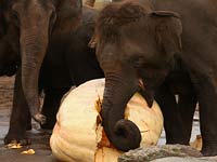 В Сиднее тыкву весом 728 кг скормили слонам