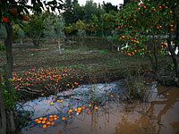 В страховой фонд поступили сотни заявок от фермеров на возмещение ущерба от стихии