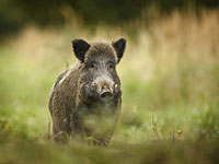 Мэр Риги бьет тревогу: на могиле президента Латвии пасутся кабаны 