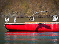 В озере Кинерет обнаружено тело мужчины