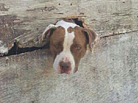 В деревне на севере Израиля нашли 12 собак, подвергавшихся издевательствам