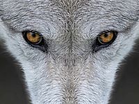 Еще два человека пострадали в результате нападения волка