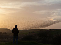 Команда из Израиля заняла первое место в международном чемпионате по орнитологии
