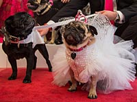 Собачья свадьба в Мельбурне:
