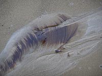 Утечка нефти около побережья Калифорнии: в Санта-Барбаре объявлен режим ЧП