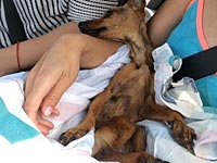 В Ашдоде спасена собака, доведенная хозяйкой до крайнего истощения