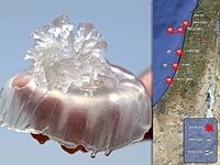 На фоне повышения температуры увеличилась концентрация медуз на пляжах Средиземноморья