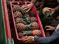 В Испании перехвачены 2 центнера кокаина, спрятанного в ананасах