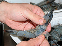 В секторе Газы открылась первая ферма по разведению креветок