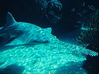 Зафиксирован первый случай размножения рыбы-пилы с помощью