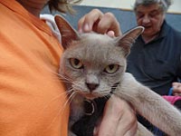 Выставка кошек и фестиваль мыльных пузырей в Ришон ле-Ционе