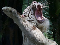В Тбилиси тигр-альбинос, сбежавший из зоопарка, загрыз человека